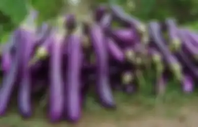 Rambut Suka Rontok? Cobalah Mengonsumsi Terong Ungu dan Kacang Hitam