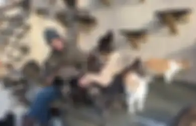 Kehilangan Putra Tercinta yang Meninggal Dunia, Pria Ini Habiskan Rp1,3 Miliar untuk Pelihara 300 Kucing