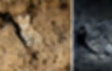 (Video) Bukan Singa dan Harimau, Kucing Kecil Inilah yang Paling Mematikan di Dunia!