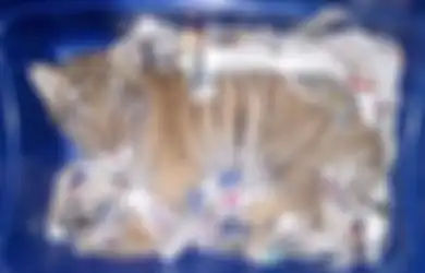 Benar-benar Kejam! Anak Harimau Ini Dibius, Disimpan dalam Kotak Plastik, lalu Dipaketkan