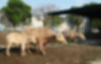 Kerbau Bule Kiai Slamet yang Diarak di Malam 1 Suro, Kotoran dan Kutunya pun Diburu karena Dianggap Sakti