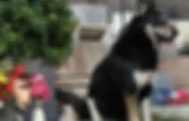 Tidak Kalah Dari Hachiko, Kesetiaan Anjing Ini Kepada Pemiliknya Sungguh Menguras Air Mata