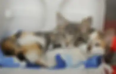 Tidak Hanya Manusia, Kucing Juga Bisa Inses dan Anaknya Mengalami Kelainan Separah Ini! Sering Terjadi di Indonesia