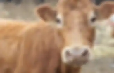 Menolak Penjagalan, Sapi Ini Mendobrak Pagar, Mematahkan Lengan, dan Berenang ke Pulau Seberang
