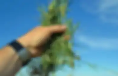 Dianggap Gulma, Rumput Bermuda Ternyata Punya Manfaat Kesehatan untuk Penyakit Mata Hingga Perut, Begini Cara Menggunakannya!