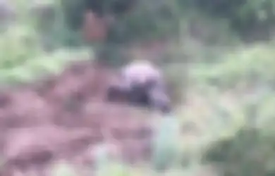(Video) Tragis dan Mengharukan, Anak Badak Ini Berusaha Membangunkan Mayat Ibunya