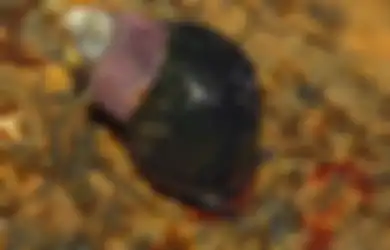 Anda Patut Waspada! Dalam Luka Seorang Bocah, Dapat Hidup Binatang Kecil Ini