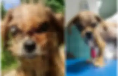 Ditemukan Seperti 'Monster', Anjing Ini Akhirnya Mendapatkan Kehidupannya Kembali