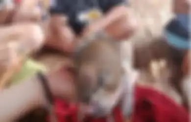 (Video) Langka, Bayi Babi Ini Terlahir Dengan 'Belalai Gajah'