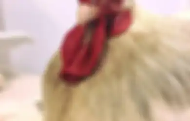 Ayam Betina Ini Menjadi Transeksual karena Berubah Menjadi Ayam Jago, Inilah Penyebabnya