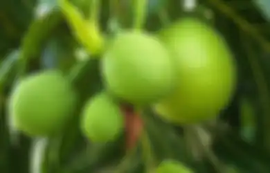 10 Manfaat Sukun yang Jarang Diketahui, Salah Satunya Bisa Menjaga Kesehatan Kulit lho...