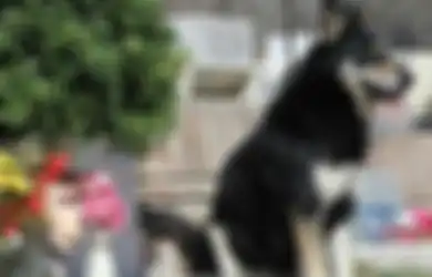 Tinggal di Makam Pemiliknya Selama 11 Tahun, Anjing Setia Ini Akhirnya Mati