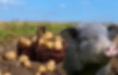 Saat Seekor Babi Penyuka Kentang Hampir Membuat Inggris dan AS Berperang pada 1859!