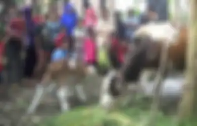 (Video) Aneh, Sapi Probolinggo Ini Terlahir Memiliki Wajah Seperti 'Kucing Persia'