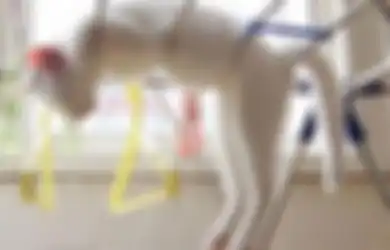 Lucu Sekaligus Menggemaskan! Inilah 10 Pose Kucing Saat Tidur, Salah Satunya Tidur di Dalam Wastafel