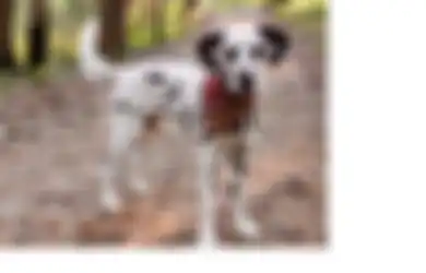 Unik, Anjing Dalmatian Ini Memiliki Pola Berbentuk Hati di Kedua Matanya