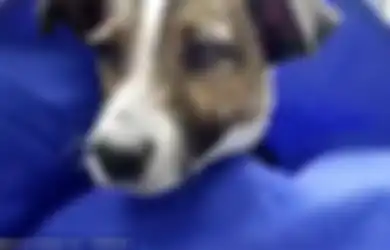 (Foto) Kejam! Direkatkan Menggunakan Lem, Mata dan Mulut Anak Anjing pun Terluka