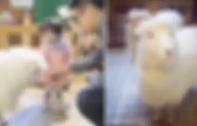 (Foto) Unik! Rasakan Sensasi Menikmati Kopi di Kafe Domba Ini