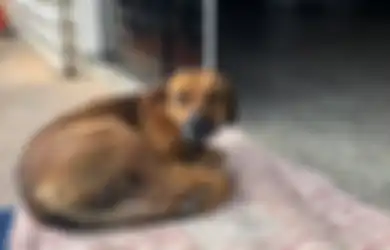 Selama 4 Bulan, Anjing Ini Terus Berada di Pintu Rumah Sakit, Menunggu Tuannya yang Telah Tiada