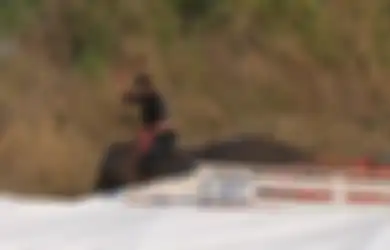 Kejam, Seekor Gajah Dipukuli dengan Tongkat Logam dalam Persiapan Turnamen Polo Bergengsi di Thailand