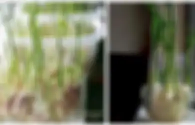 Dari Jahe Hingga Nanas, Inilah Cara Mudah Menanam Tanaman Sendiri di Halaman Rumah