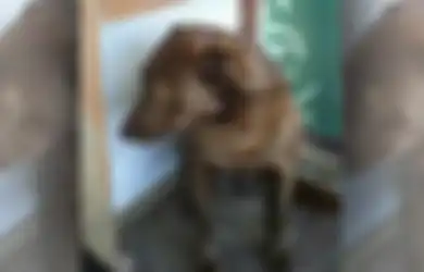 Tidak Ada yang Mau Mengadopsi Anjing Depresi Ini, Sampai Seseorang Datang dan Anjing Ini Pun Kembali Bahagia