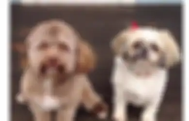 Unik, Anjing Ini Jadi Viral karena Dianggap Seperti Punya Wajah Mirip Manusia Setelah Bulunya Dicukur