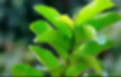 4 Manfaat Paling Luar Biasa dari Daun Jambu Biji, Obat dari Banyak Penyakit Mematikan