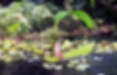 Bukan Editan, Inilah Foto-foto Unik Polah para Hewan yang Begitu Menakjubkan dan Menggetarkan Hati