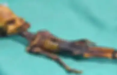 Fakta Mengejutkan dari Kerangka Makhluk yang Diduga 'Alien' Akhirnya Terungkap
