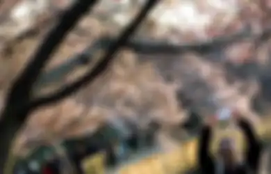Sudah Bayar Mahal Demi Melihat Bunga Sakura, Para Wisatawan Ini Justru Jengkel Bukan Main Setelah Melihatnya