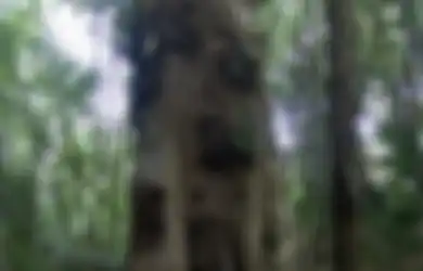 Inilah Salah Satu Pemakaman Bayi Unik yang Ditemukan di Indonesia, Bukan Dikubur di Tanah Namun di Pohon