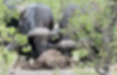 Momen Dramatis, Ketika Ibu Kerbau Melihat Anaknya Diserang 14 Singa, Inilah yang Dilakukannya