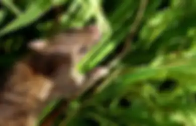 Orang Cerdik Tak akan Meracun Tikus Sawah karena Bisa Mendatangkan Kocek untuk Tambahan Uang Jajan