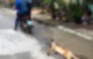 (Video) Memilukan, Anjing-anjing di Pasar Daging Vietnam Ini Direbus Hidup-hidup kemudian Dimakan
