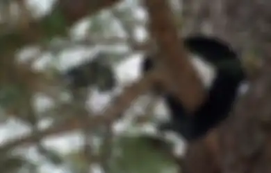 Bukannya Istirahat Setelah Pensiun, Pria Ini Malah Dedikasikan Hidupnya Untuk Selamatkan Kucing yang Terjebak di Atas Pohon