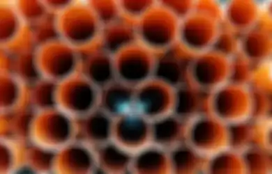 Jangan Lari! Trypophobia Mesti Dilawan dan Dihadapi