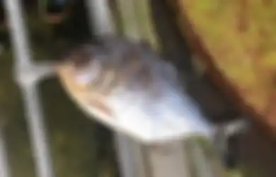 Bukan di Sungai, Ikan Piranha nan Ganas Ini Ditemukan di Selokan, Warga pun Heboh!