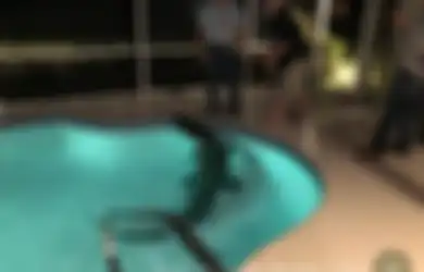 (Video) Hi... Seekor Buaya Liar 'Raksasa' Ditemukan Berada di Sebuah Kolam Renang Pribadi