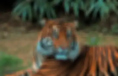 Harimau Sumatera Pemangsa Jumiati Diduga Mengalami Perubahan Ini Sehingga Memangsa Manusia