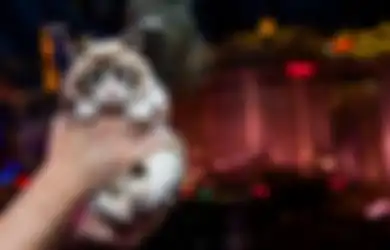 Inilah Cara Menaksir Usia Kucing Berdasarkan Ciri-ciri Fisiknya
