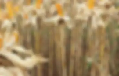 Cuaca Ekstrim Sebabkan Tanaman jadi Beracun?
