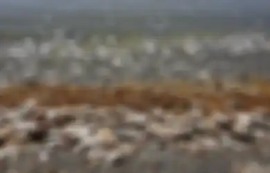 Zat Kimia Beracun yang Terdapat pada Ikan Laut Membahayakan Terutama Bagi Bayi di Bawah 6 Bulan