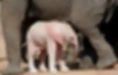 Bayi Gajah Albino yang Super Langka ditemukan di Afrika