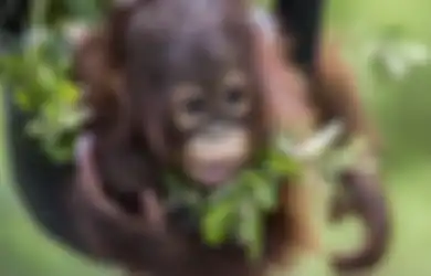 Menyedihkan, Keberadaan Orangutan Kian Terancam oleh Bisnis yang Terus Berkembang di Tanah Air