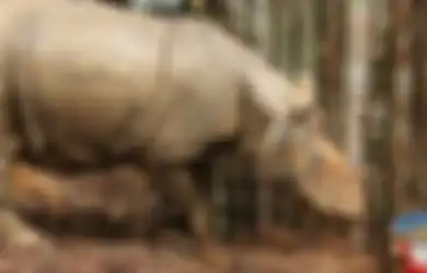 Peneliti Konservasi Berhasil Menemukan Badak Sumatera di Kalimantan