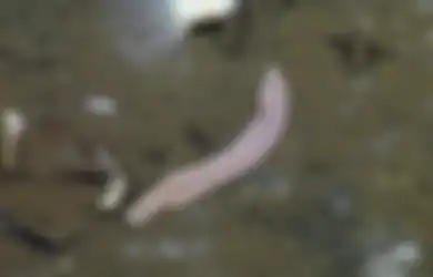 Hewan Aneh ini Bentuknya Seperti Kaos Kaki dan Makan serta Mengeluarkan Kotoran dari Lubang yang Sama