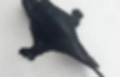 Ikan Aneh yang Berkaki ini Membuat Heboh Penduduk New Zealand