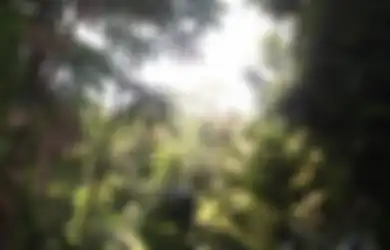 Hutan Hujan Ternyata Memiliki Kemampuan Canggih Memulihkan Diri setelah Dirusak