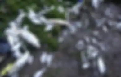 Gas Beracun dari Sungai yang Tercemar, Penyebab Puluhan Ribu Ikan Mati dan Terdampar di Pantai Ancol